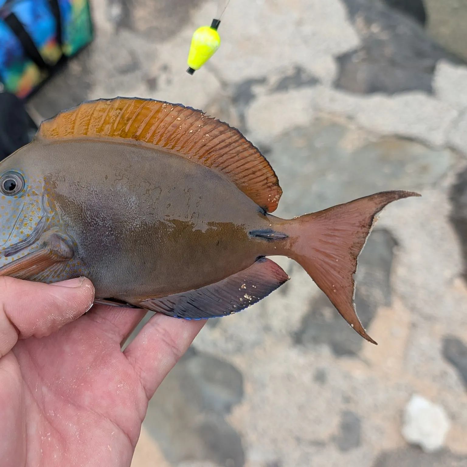The most recent Brown surgeonfish catches on Fishbrain