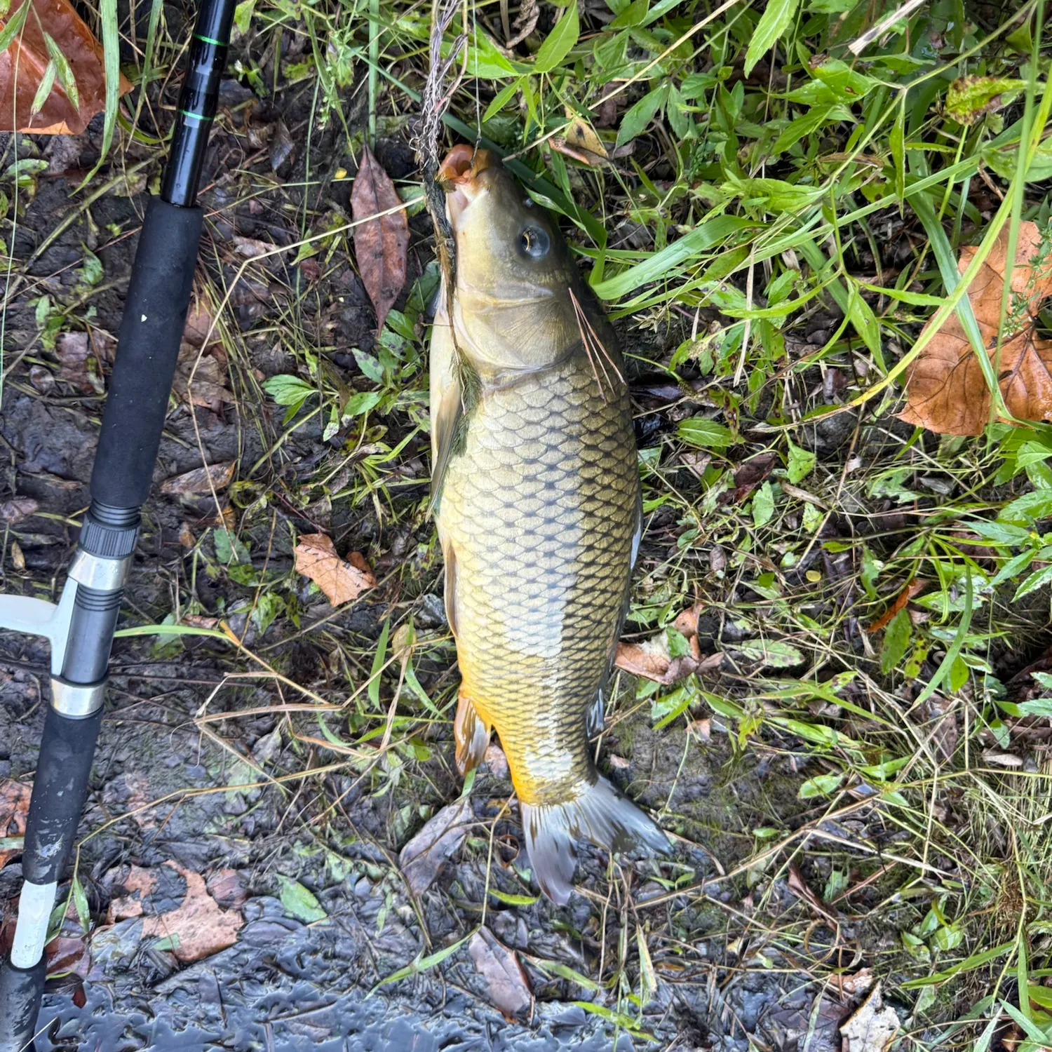 Common carp caught on Fishbrain