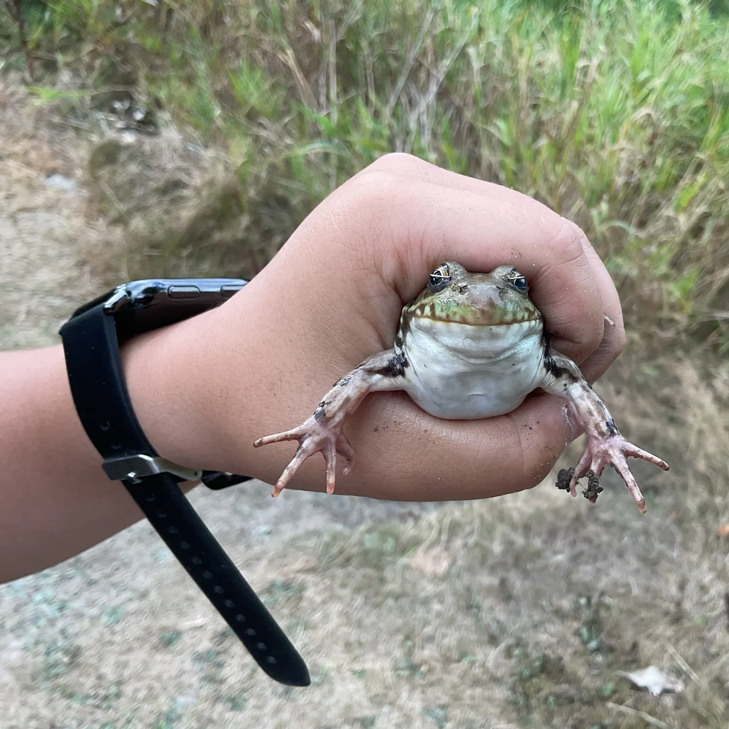American bullfrog caught on Fishbrain