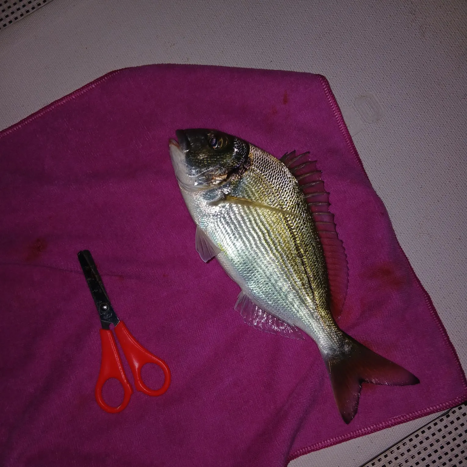 Gilthead seabream caught on Fishbrain