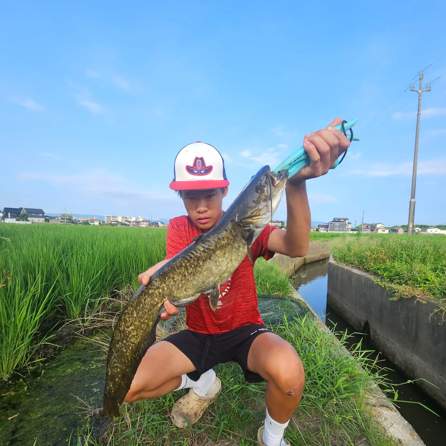 The most recent Amur catfish catches on Fishbrain