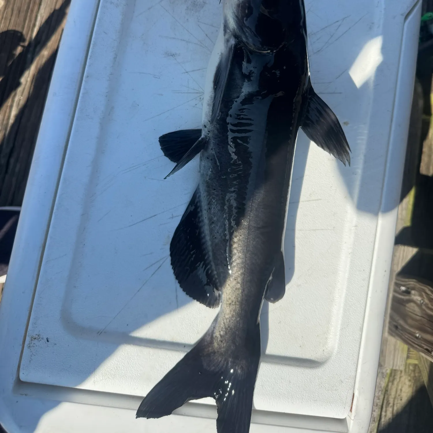Channel catfish caught on Fishbrain