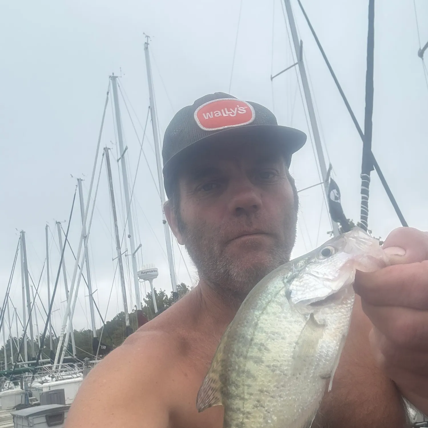 White crappie caught on Fishbrain