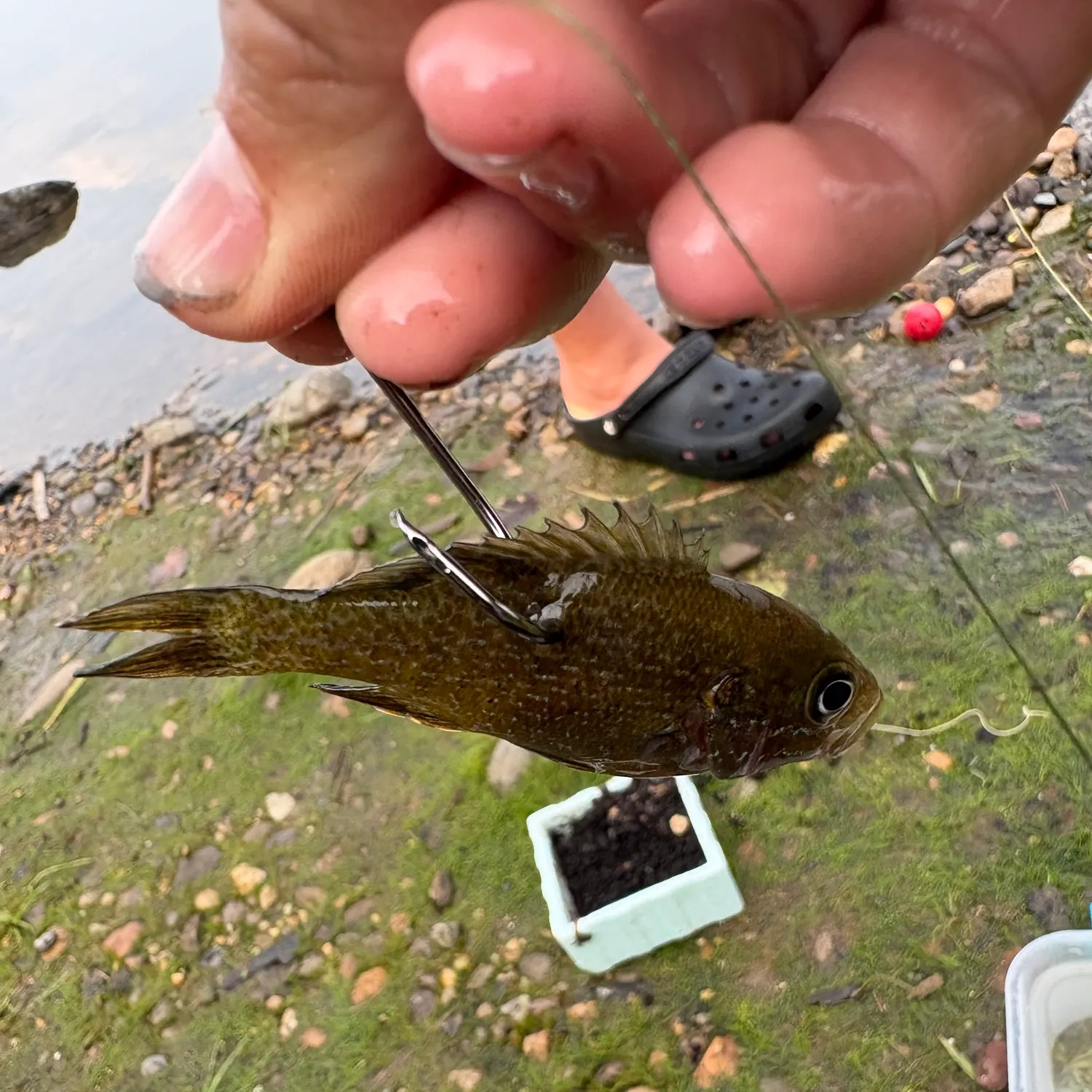 catch