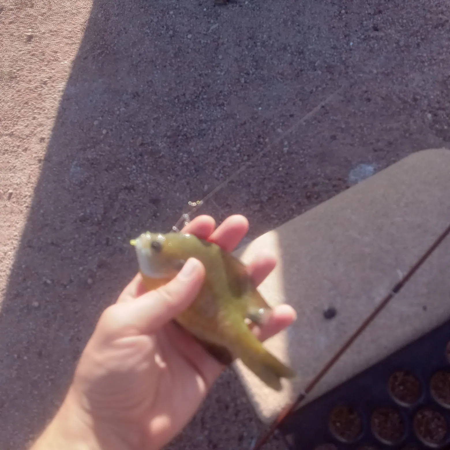 Bluegill caught on Fishbrain