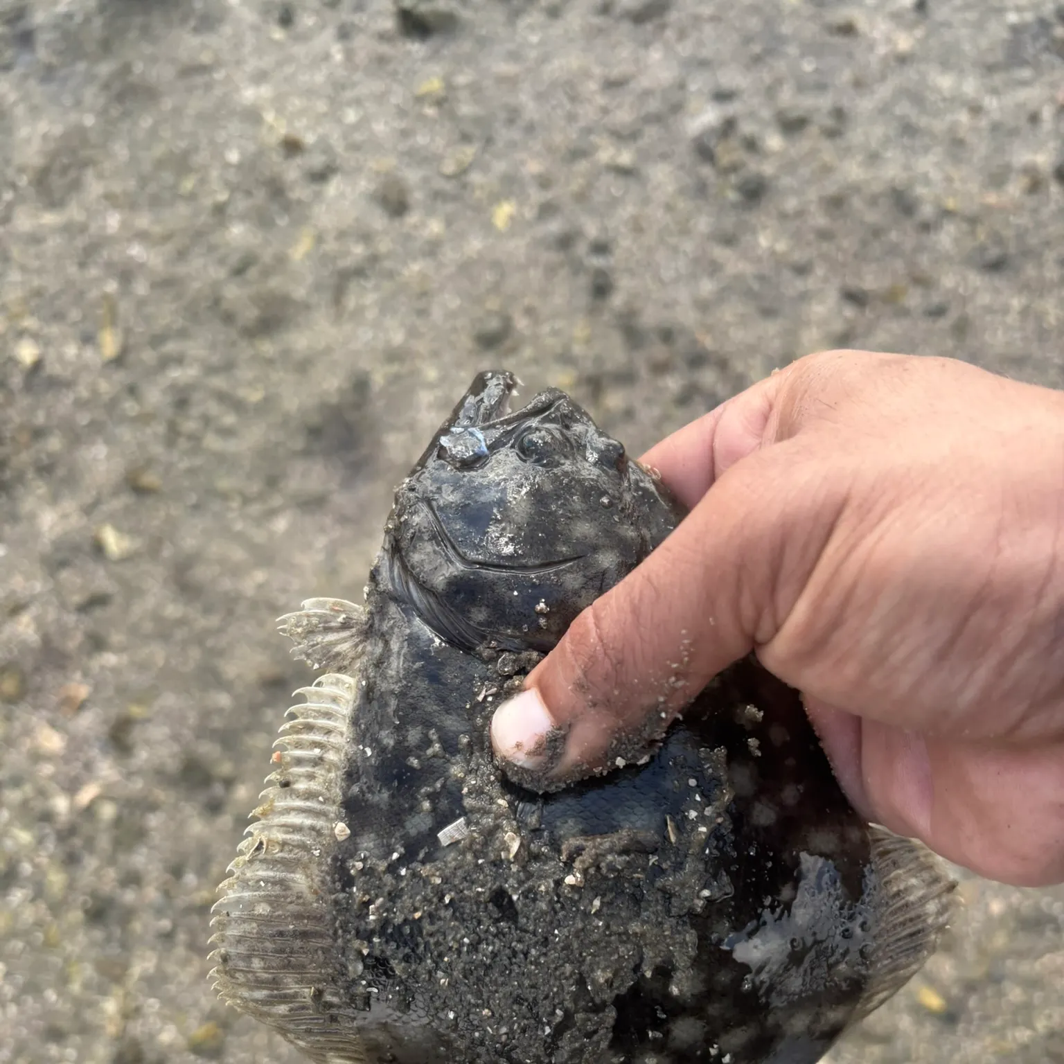 Summer flounder caught on Fishbrain