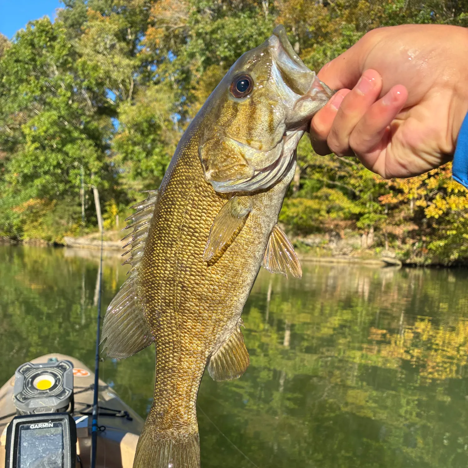 Smallmouth bass caught on Fishbrain