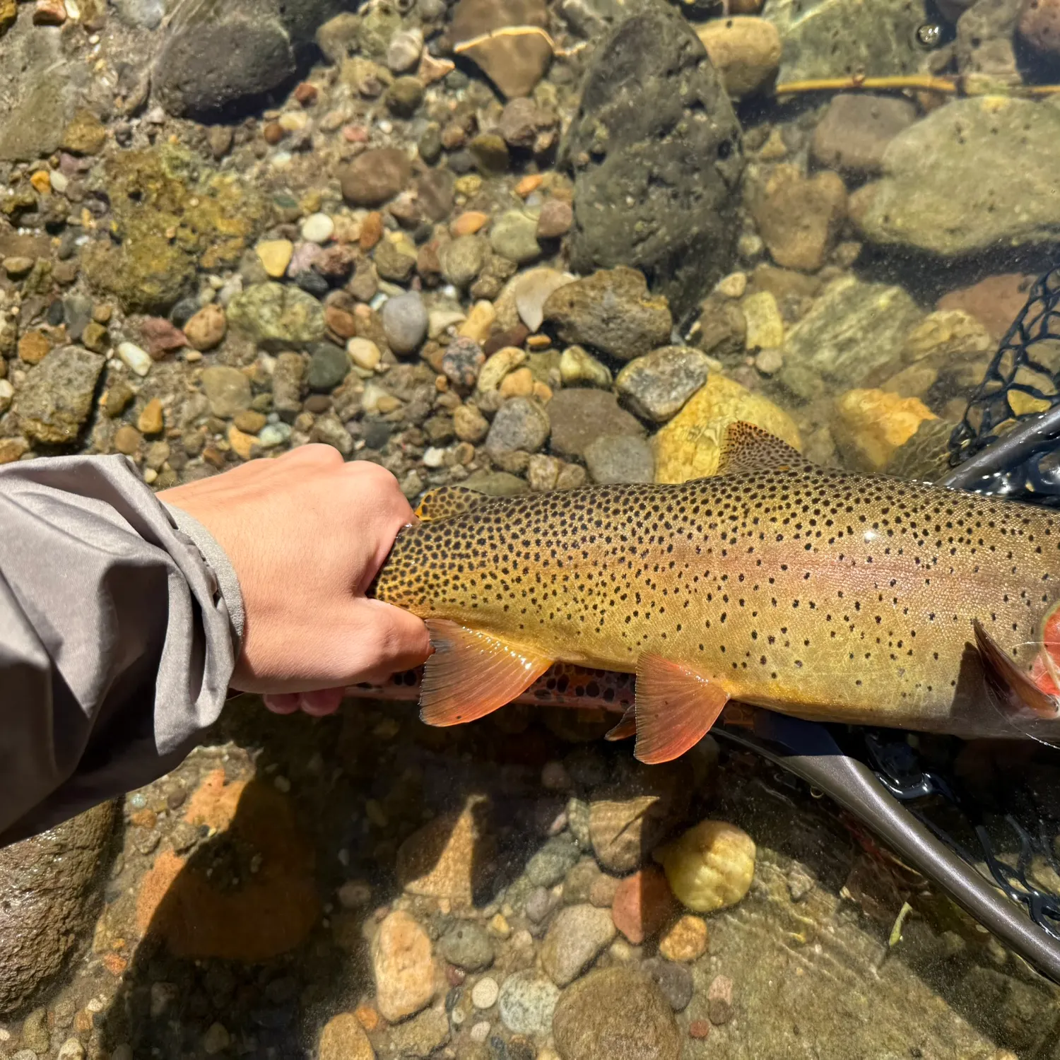 Cutthroat trout caught on Fishbrain