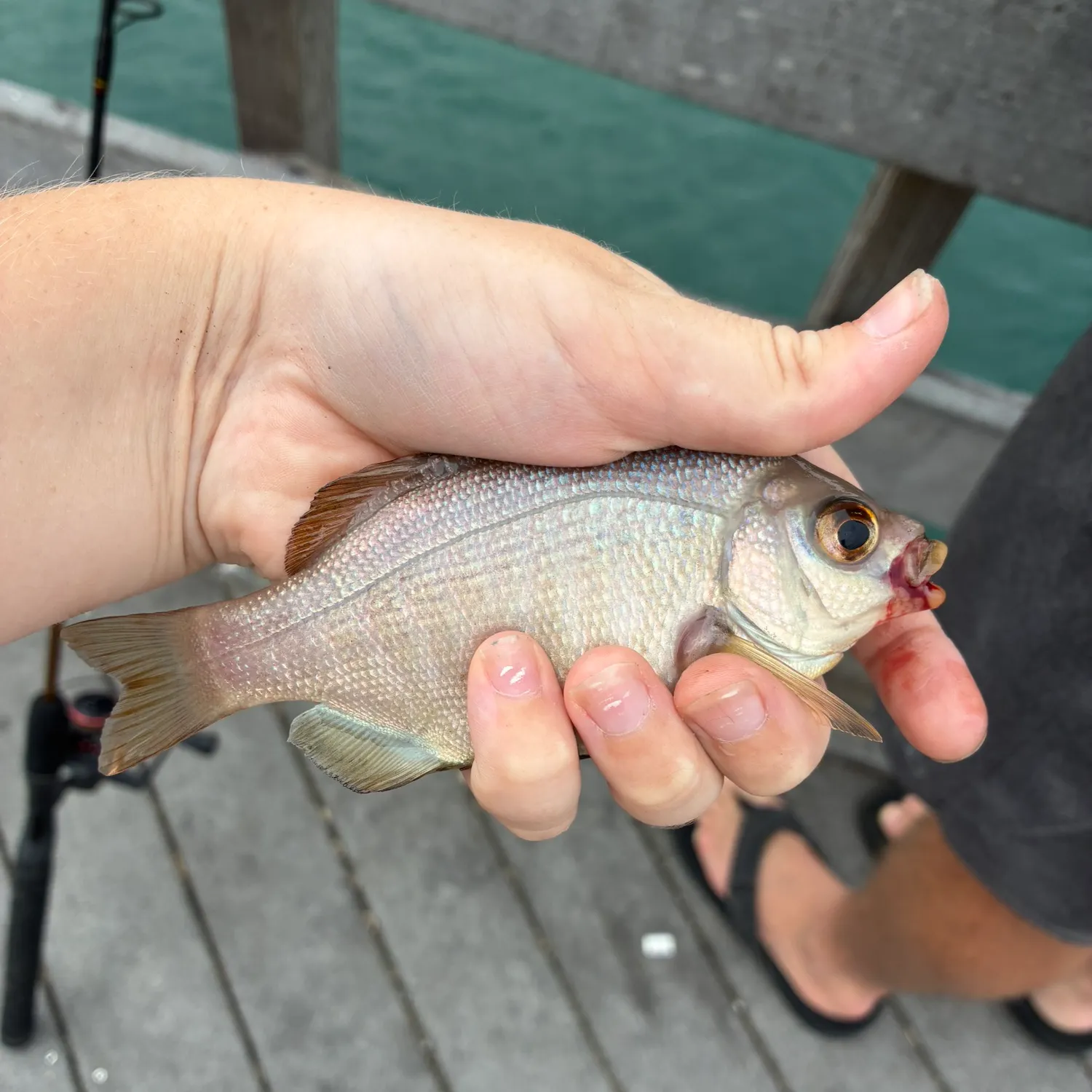 Halfmoon caught on Fishbrain