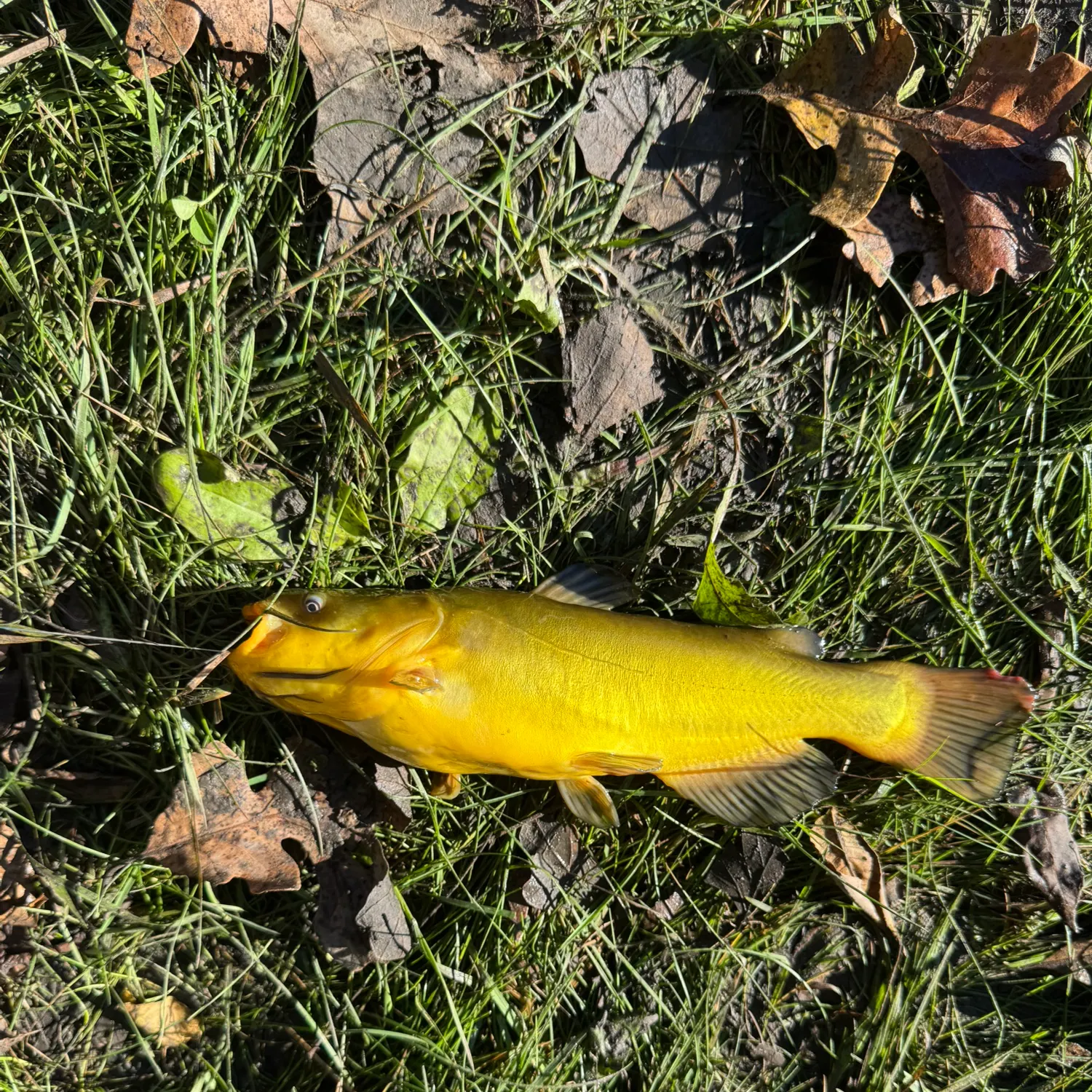 Yellow bullhead caught on Fishbrain
