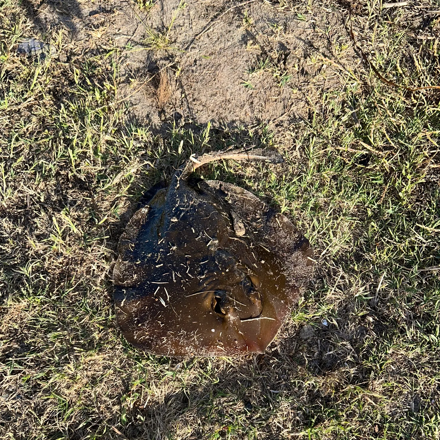 The most recent Common stingaree catches on Fishbrain