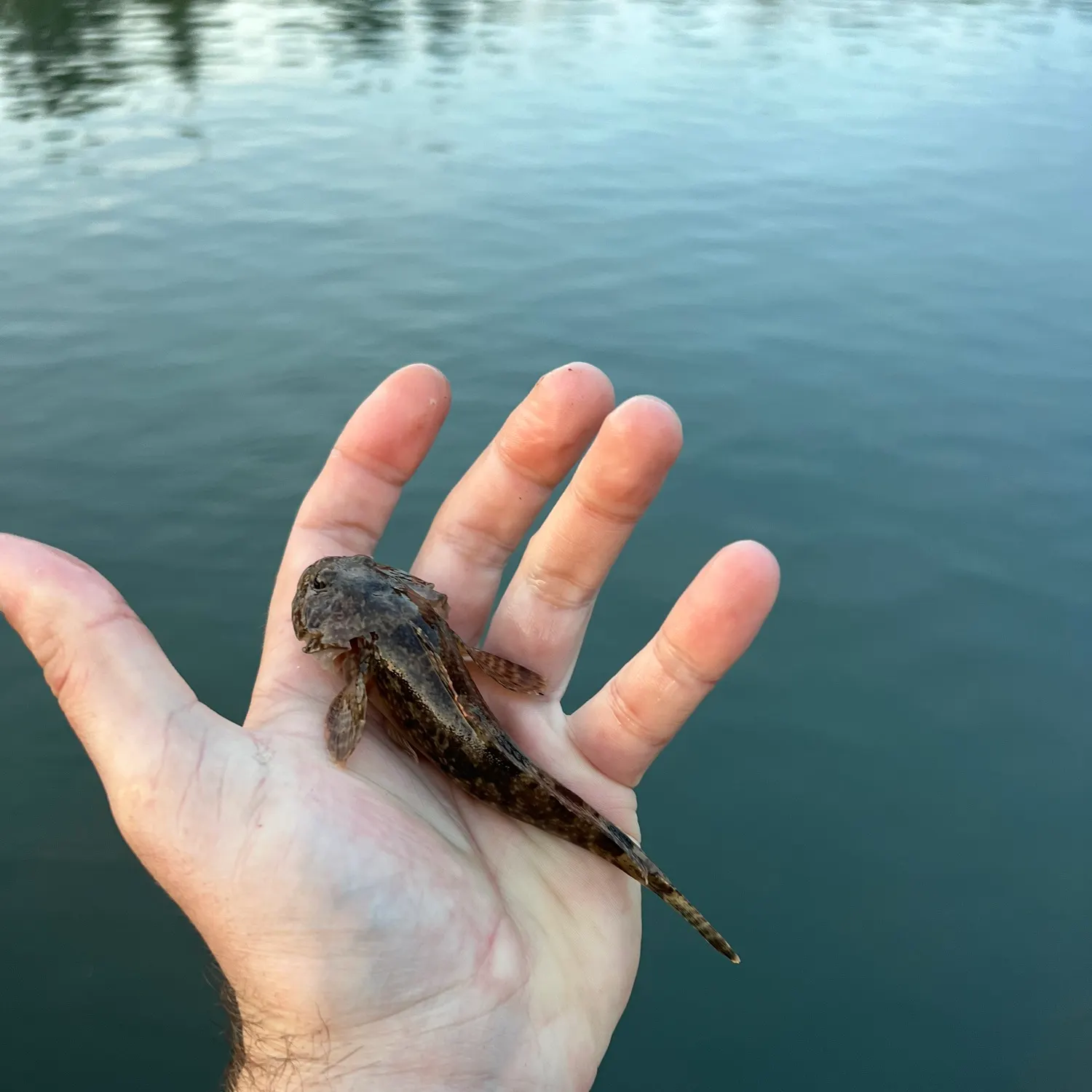 The most recent Longspined bullhead catches on Fishbrain