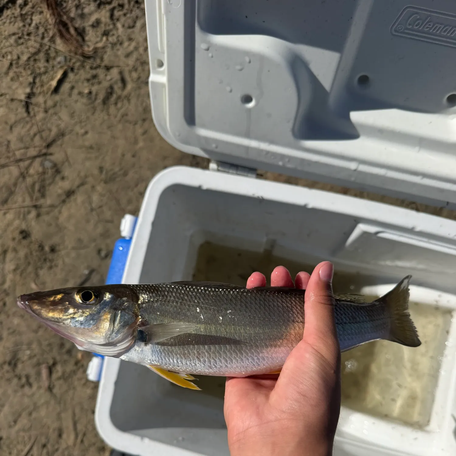 Sand sillago caught on Fishbrain