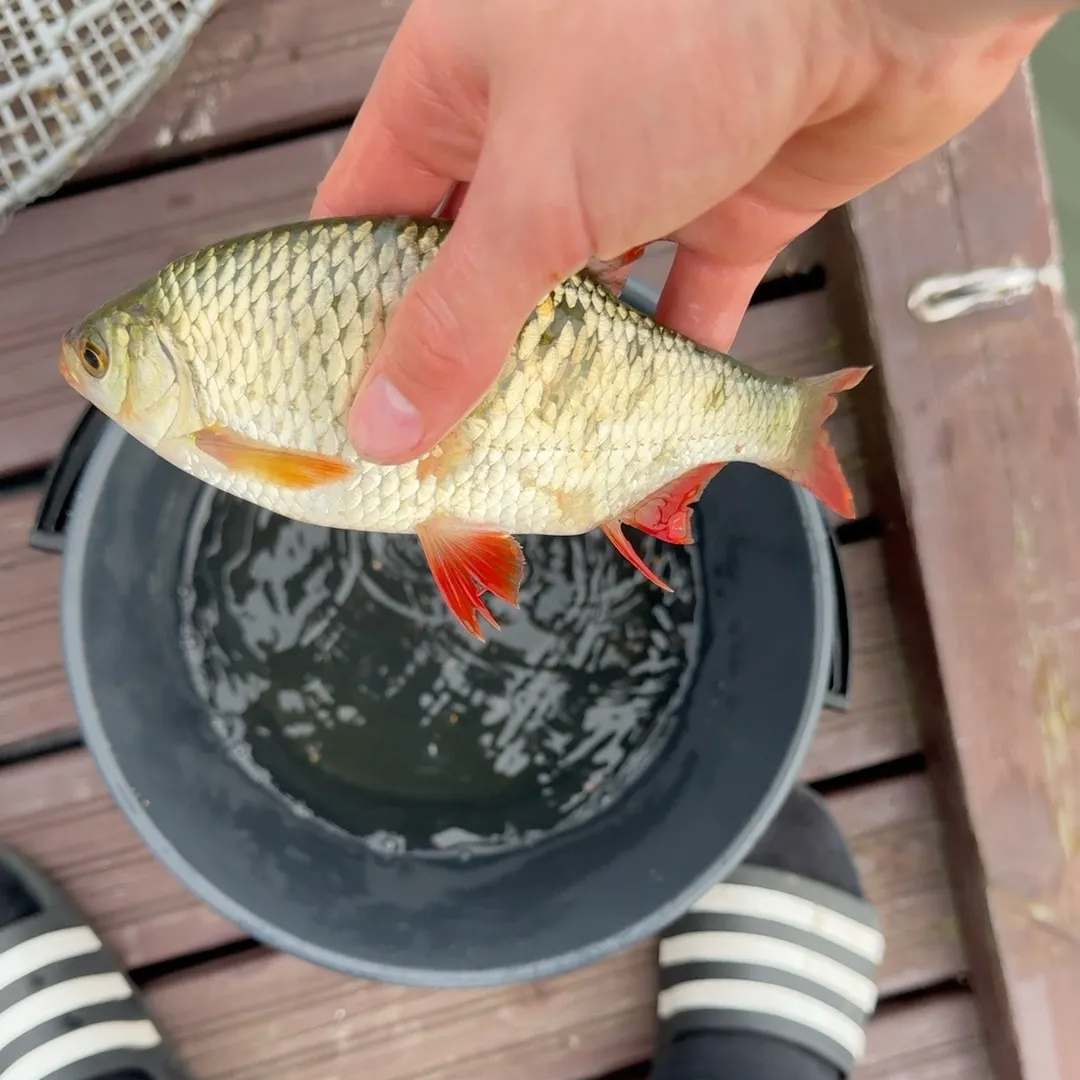 Common rudd caught on Fishbrain