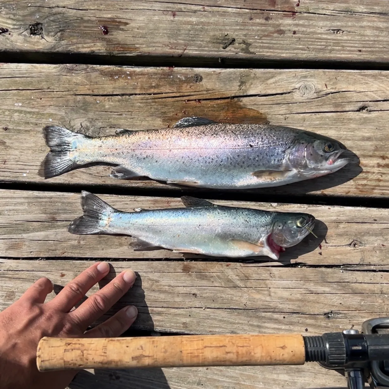 recently logged catches