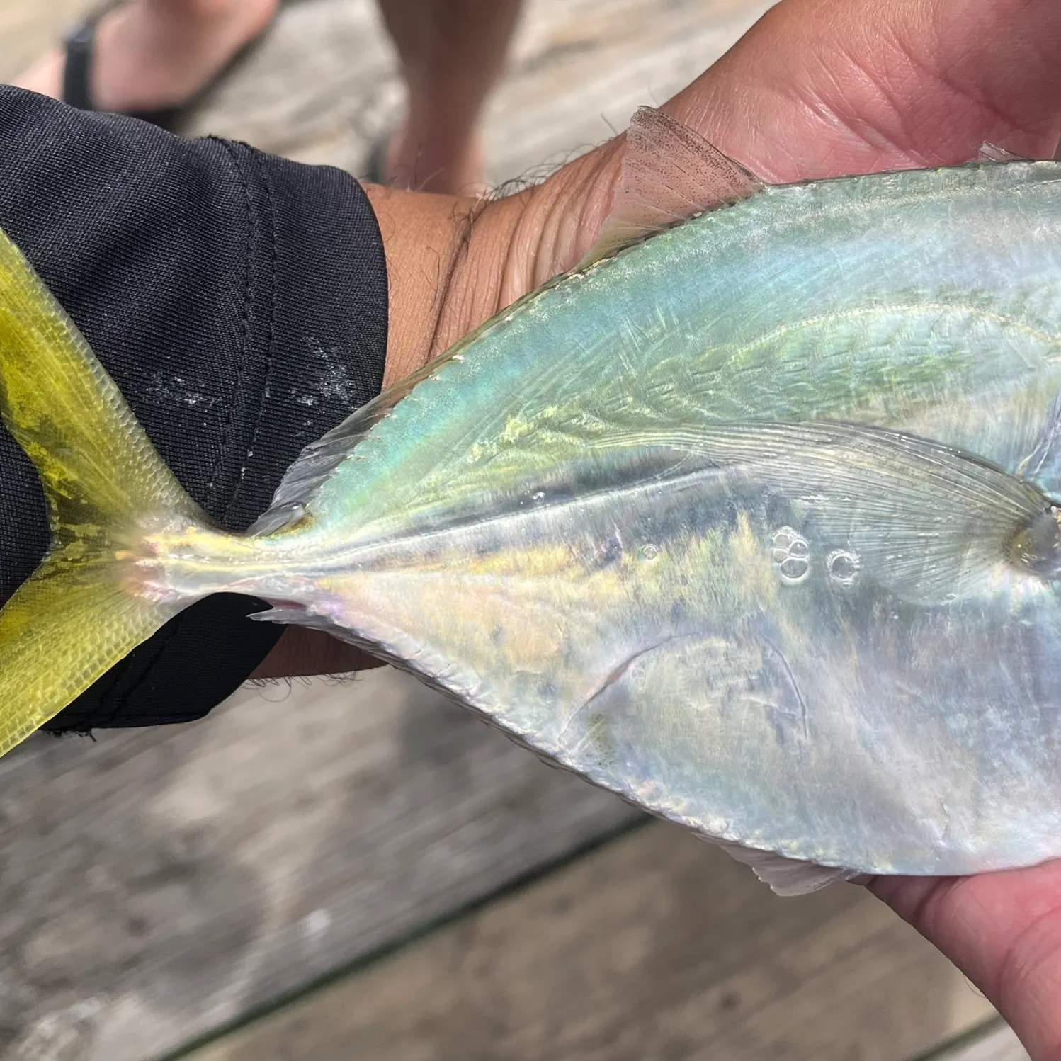The most recent Atlantic moonfish catches on Fishbrain