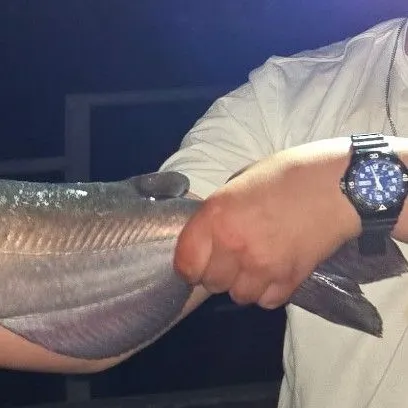 Blue catfish caught on Fishbrain