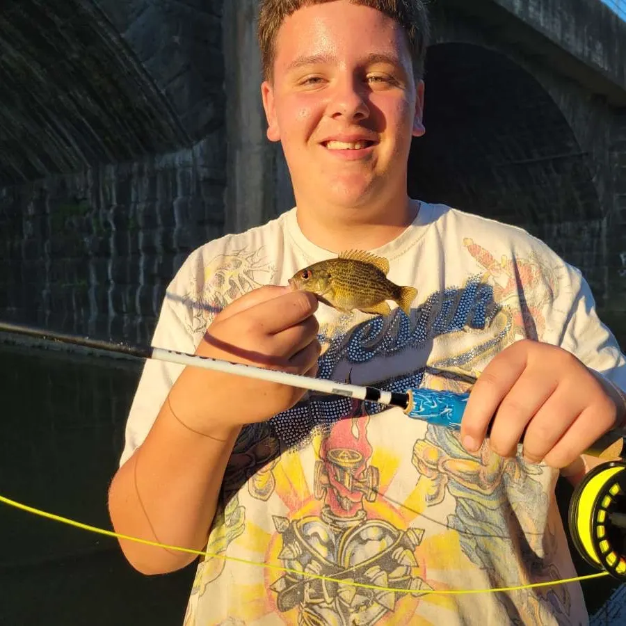 The most recent Rock bass catches on Fishbrain