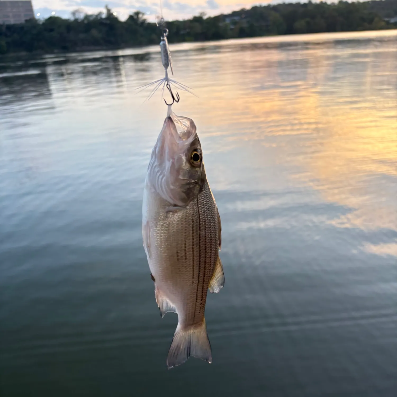 White bass caught on Fishbrain