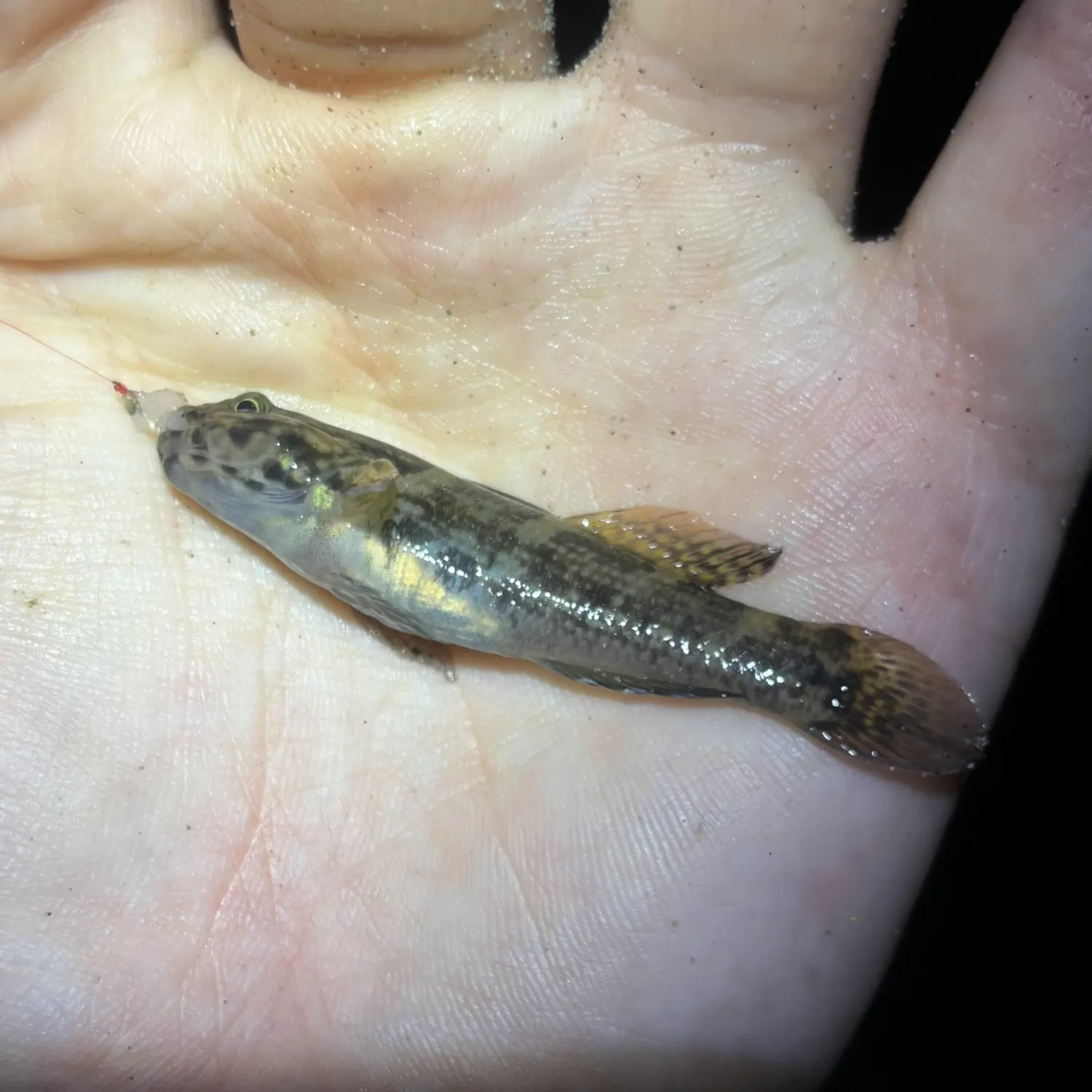 The most recent Frillfin goby catches on Fishbrain