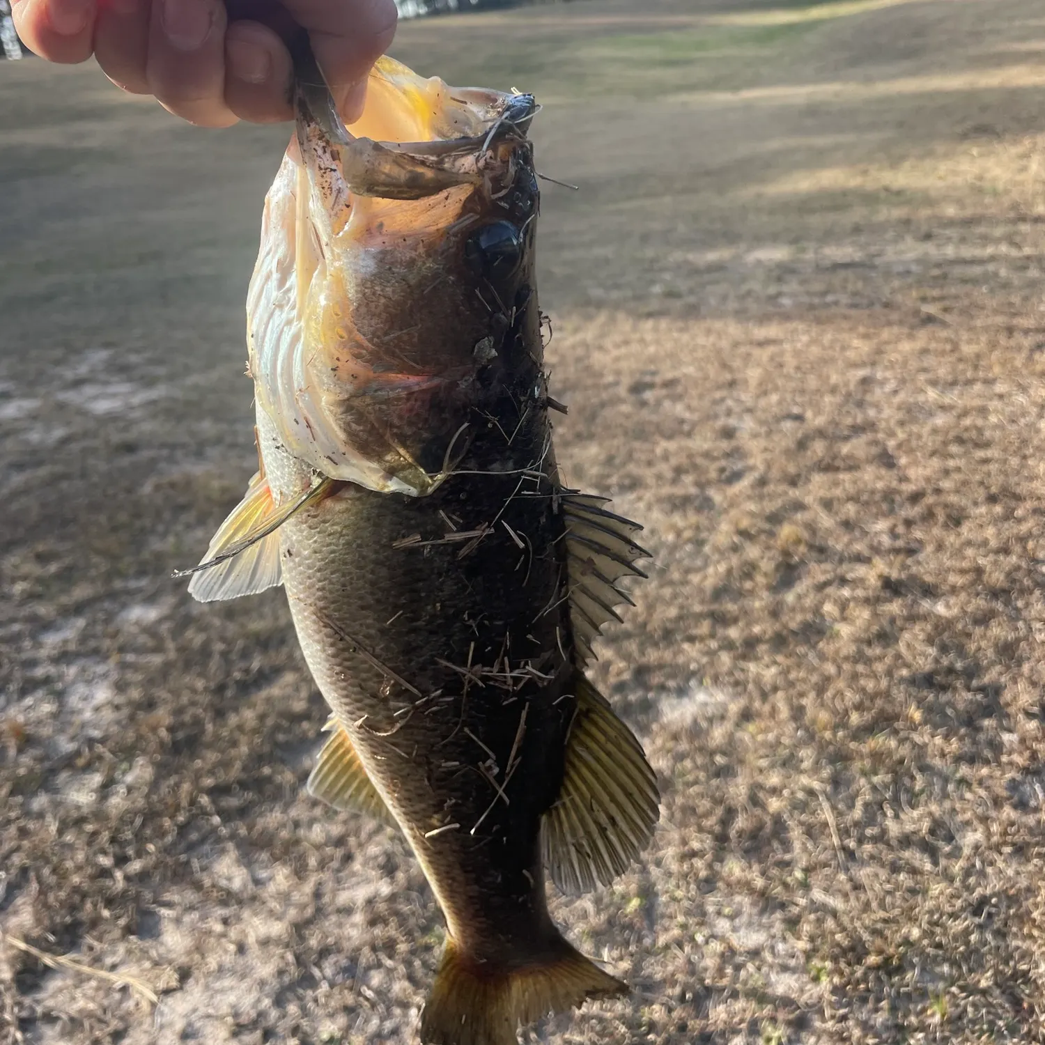 The most recent Largemouth bass catches on Fishbrain
