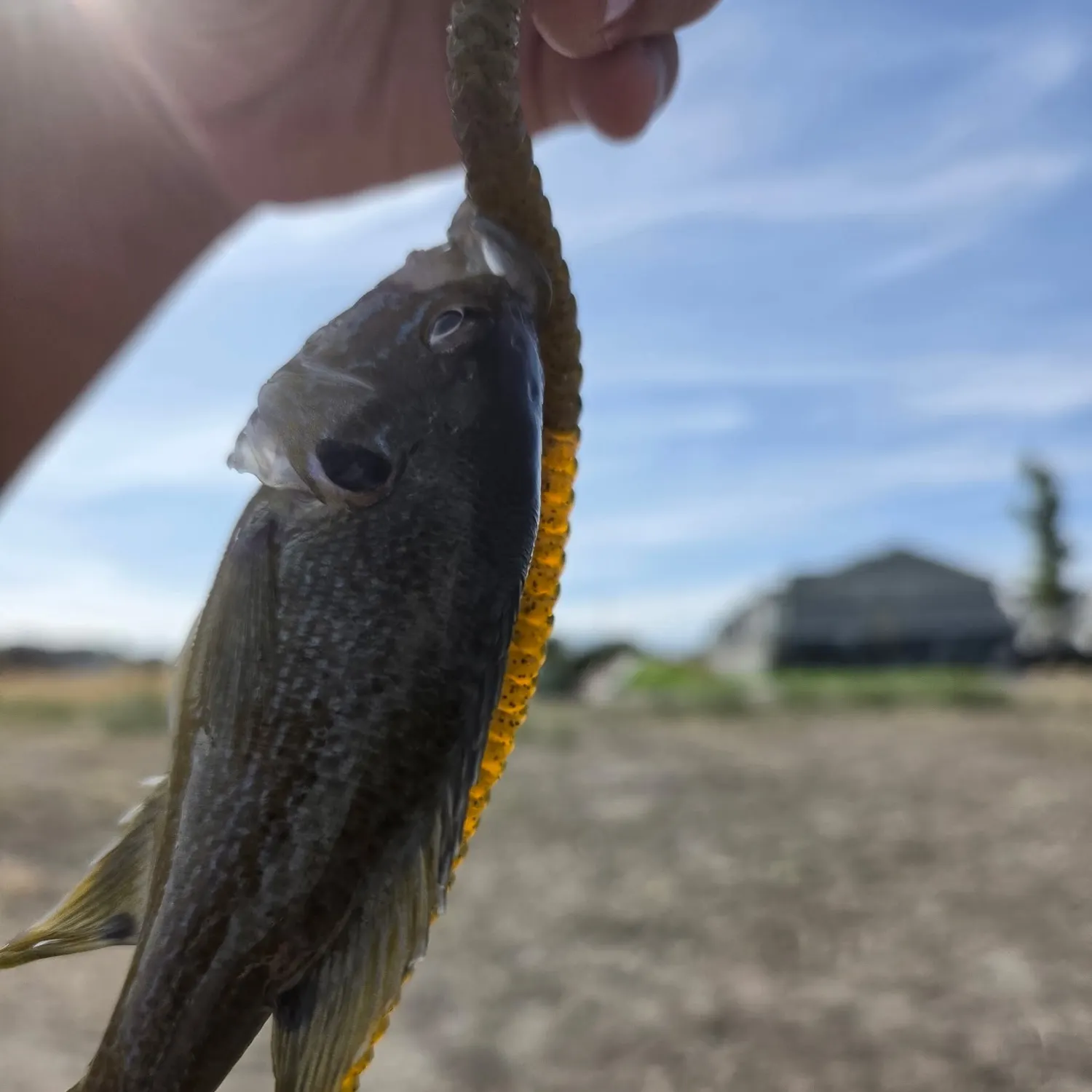 Green sunfish caught on Fishbrain