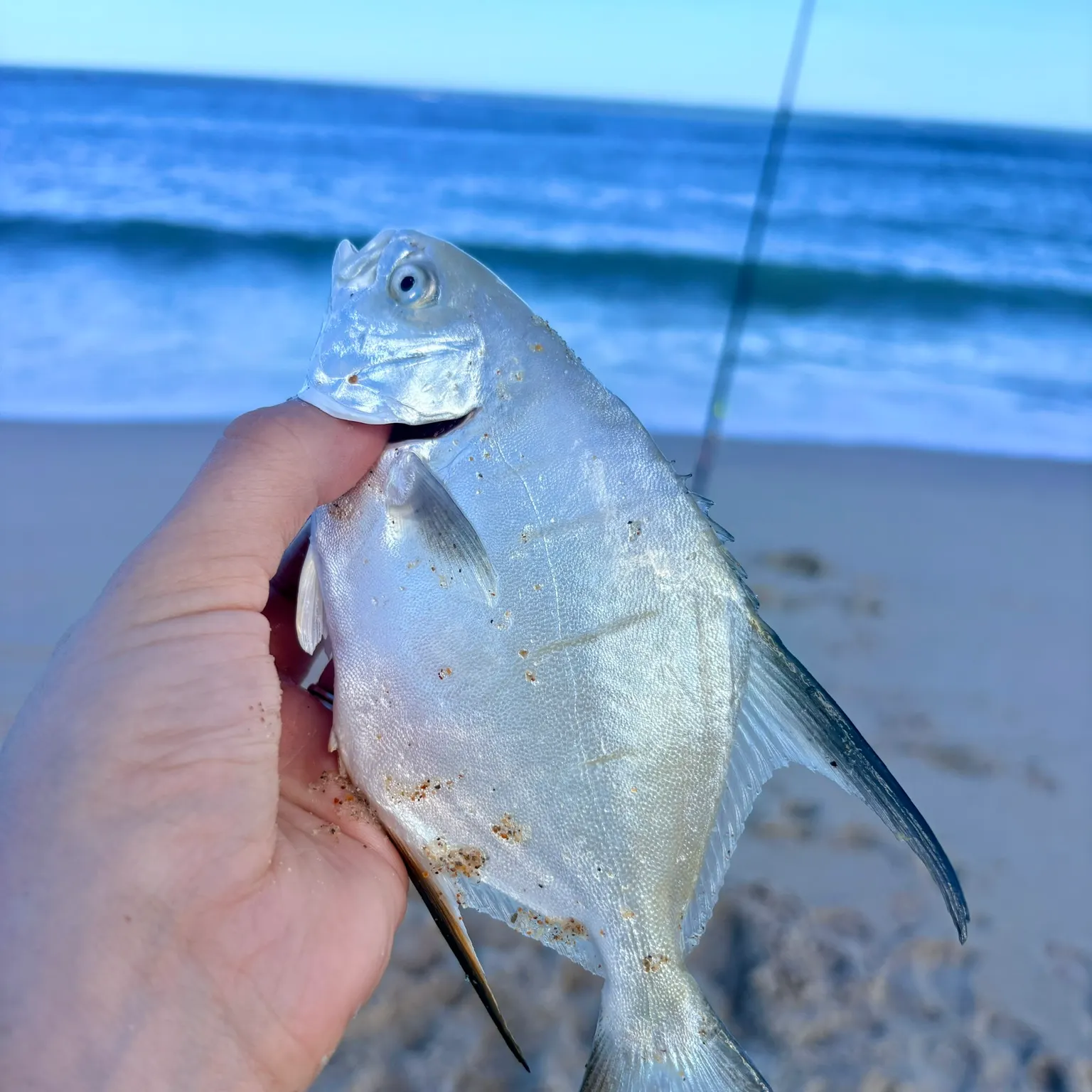 The most recent Palometa catches on Fishbrain