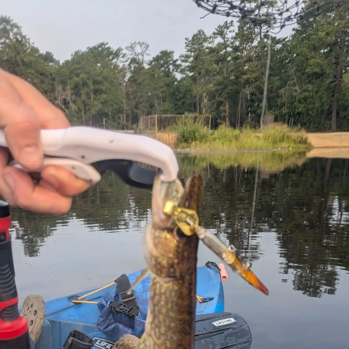 Chain pickerel caught on Fishbrain