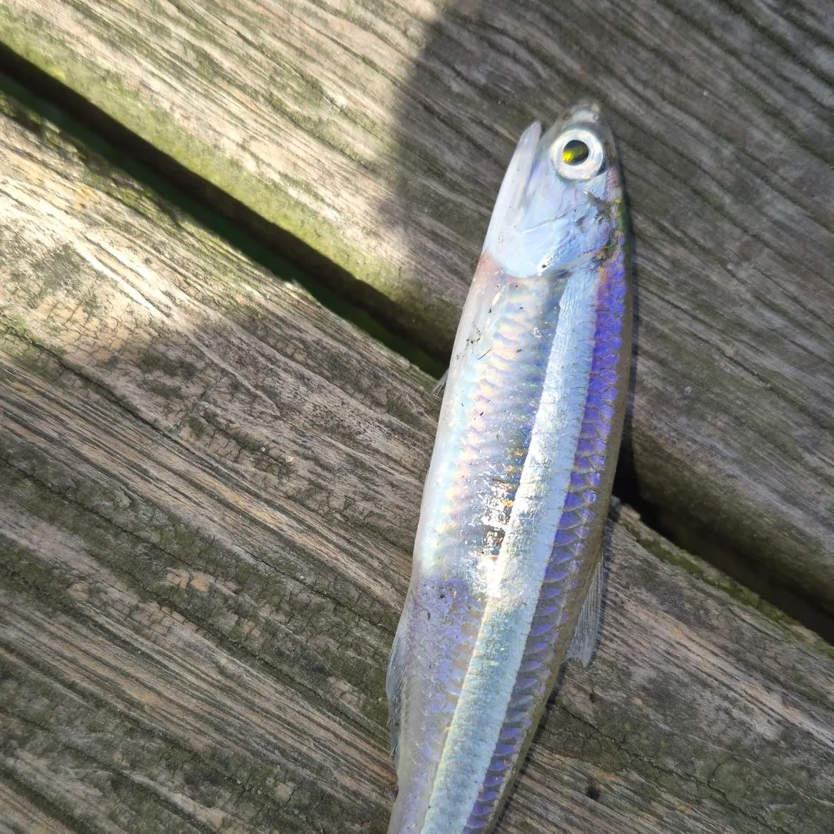 The most recent Bay anchovy catches on Fishbrain