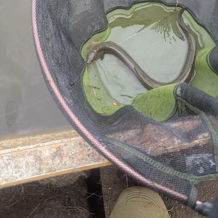 The most recent European eel catches on Fishbrain