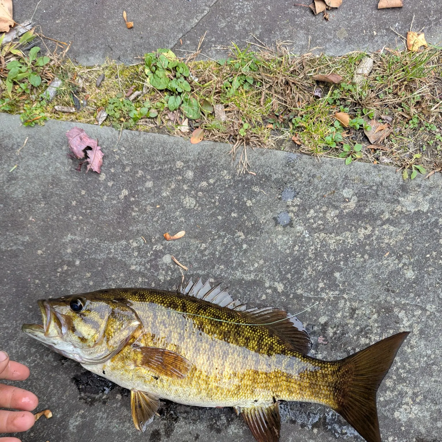 Smallmouth bass caught on Fishbrain