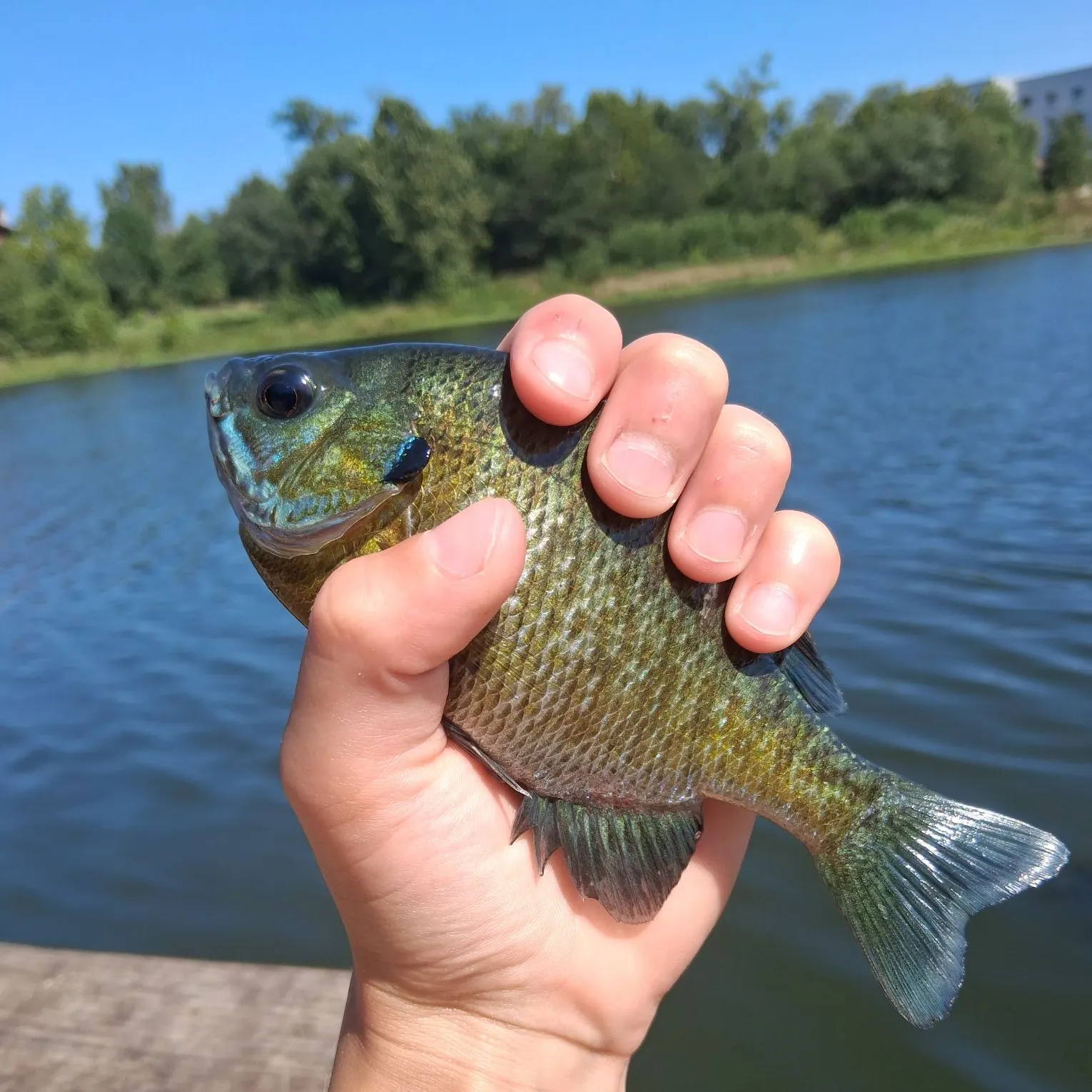 Bluegill caught on Fishbrain