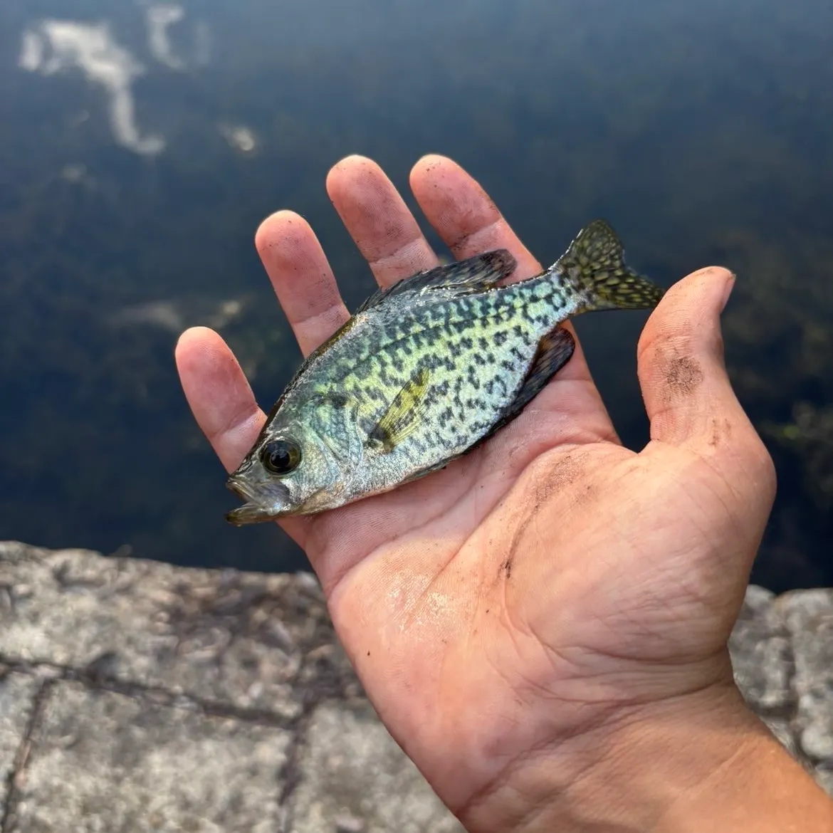 Black crappie caught on Fishbrain