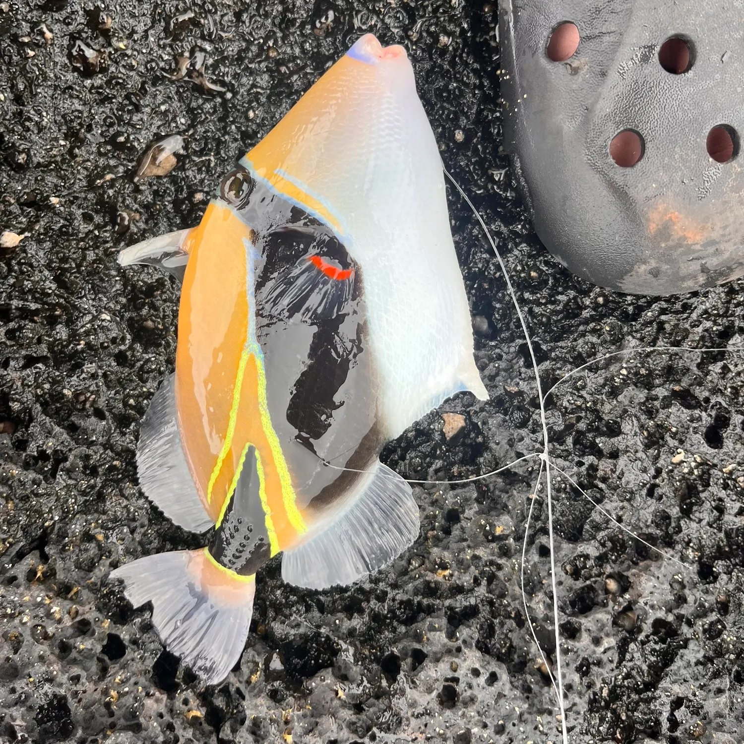 The most recent Wedge-tail triggerfish catches on Fishbrain