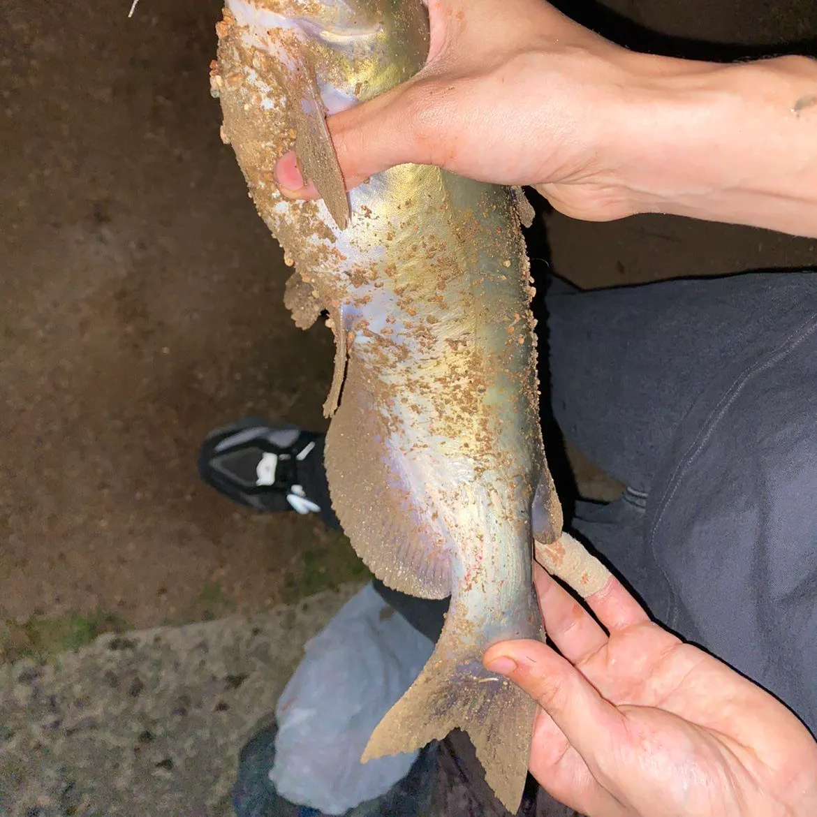 Channel catfish caught on Fishbrain