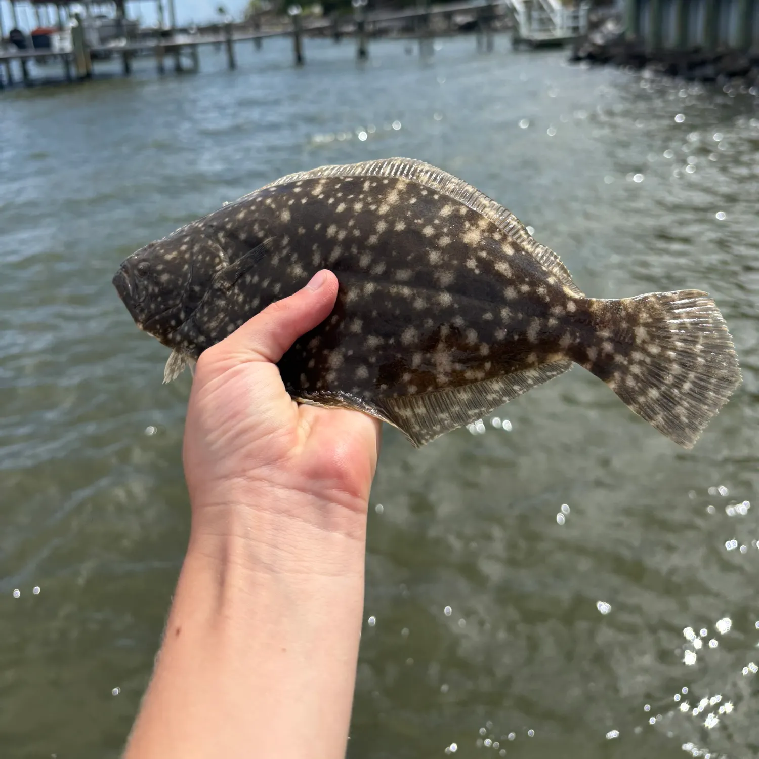 The most recent Gulf flounder catches on Fishbrain