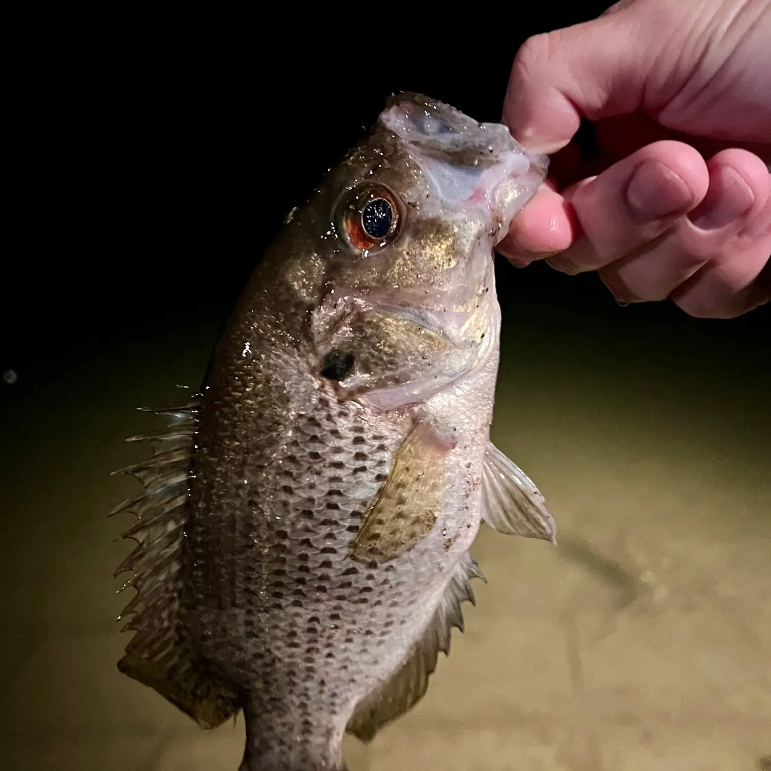 Rock bass caught on Fishbrain