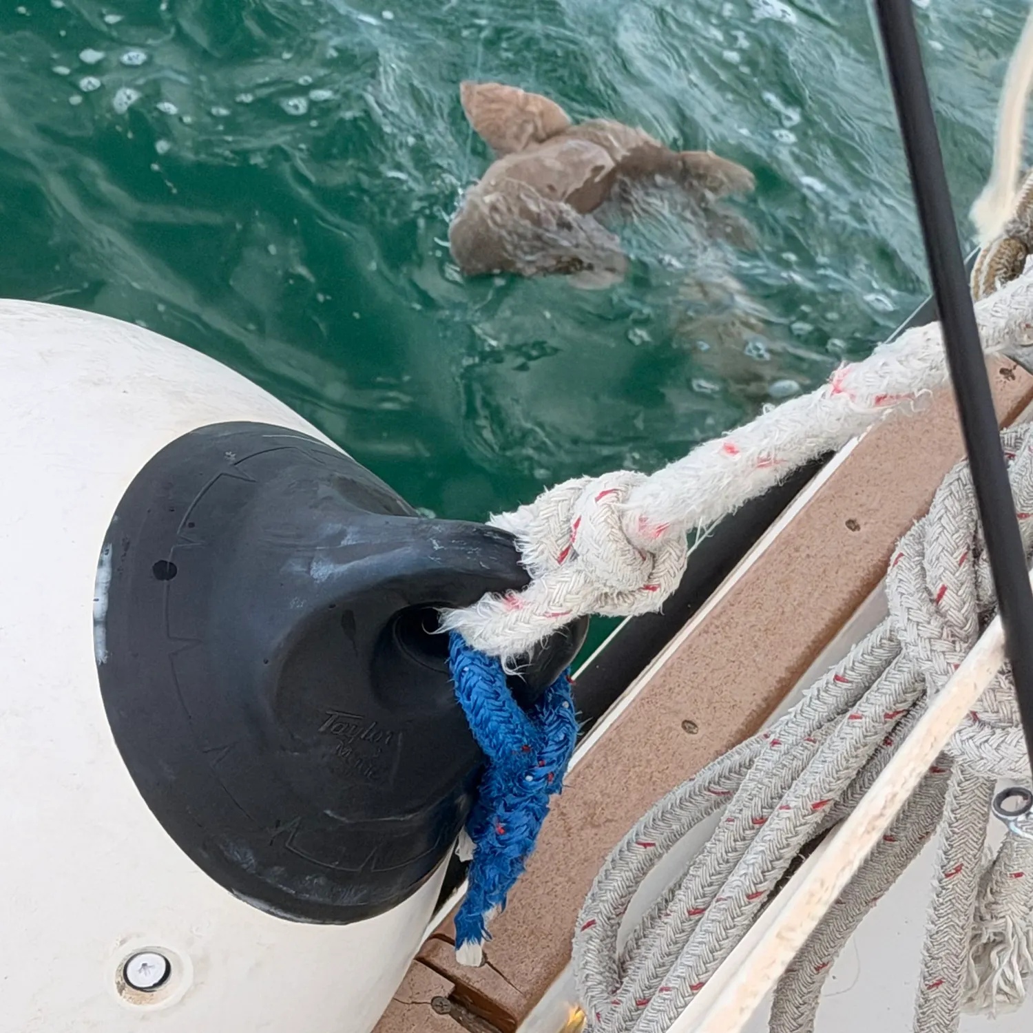Nurse shark caught on Fishbrain