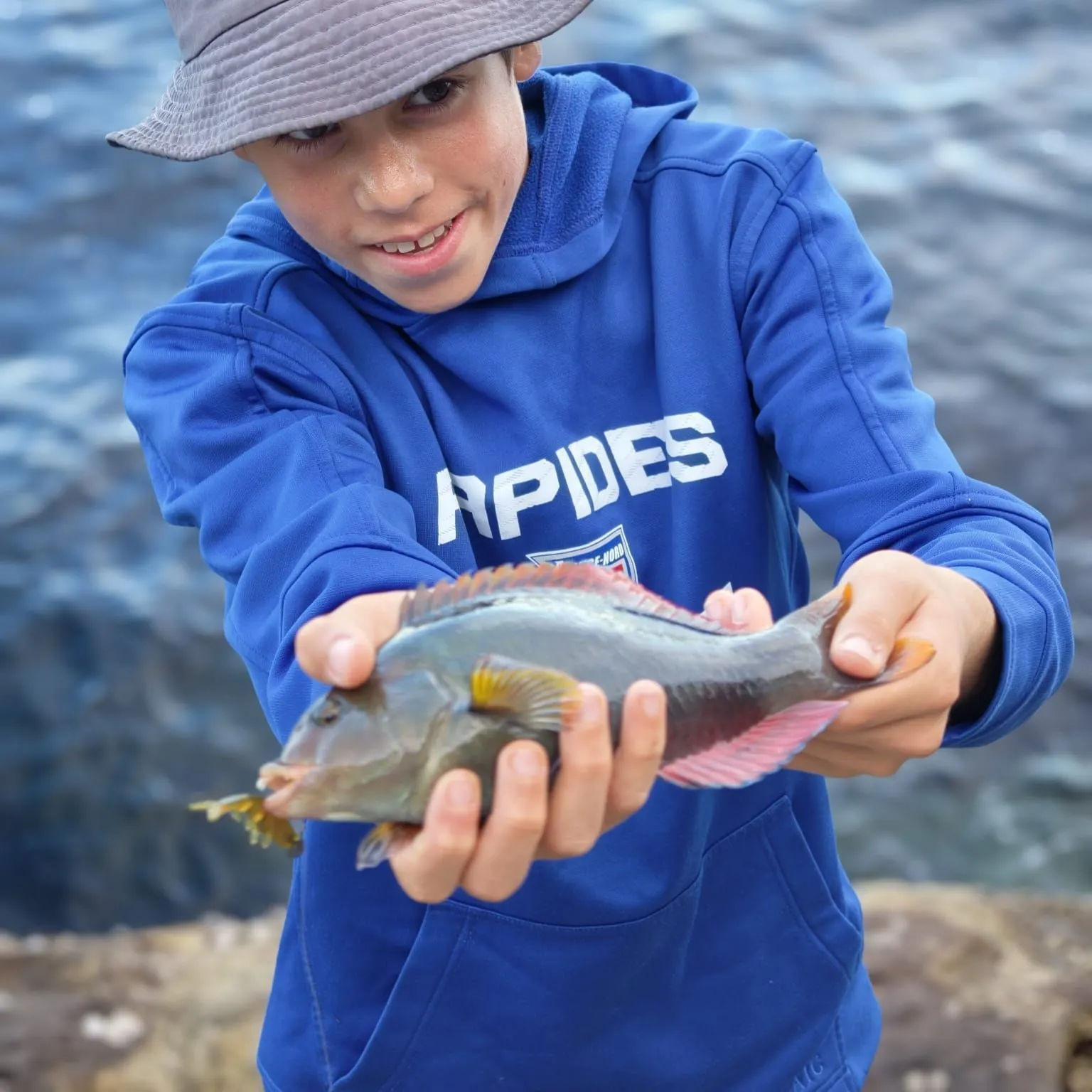 The most recent Maori wrasse catches on Fishbrain