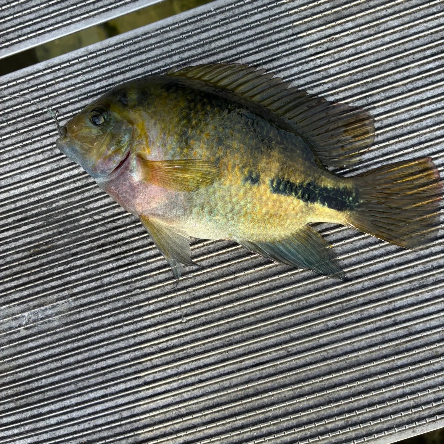 Fish caught on Fishbrain