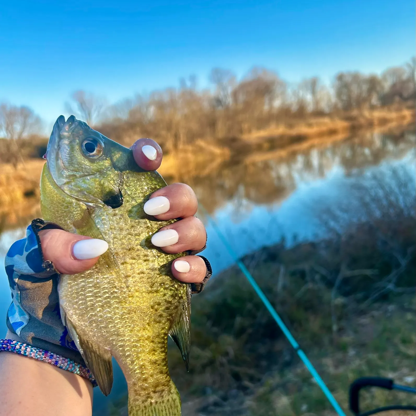The most recent Bluegill catches on Fishbrain