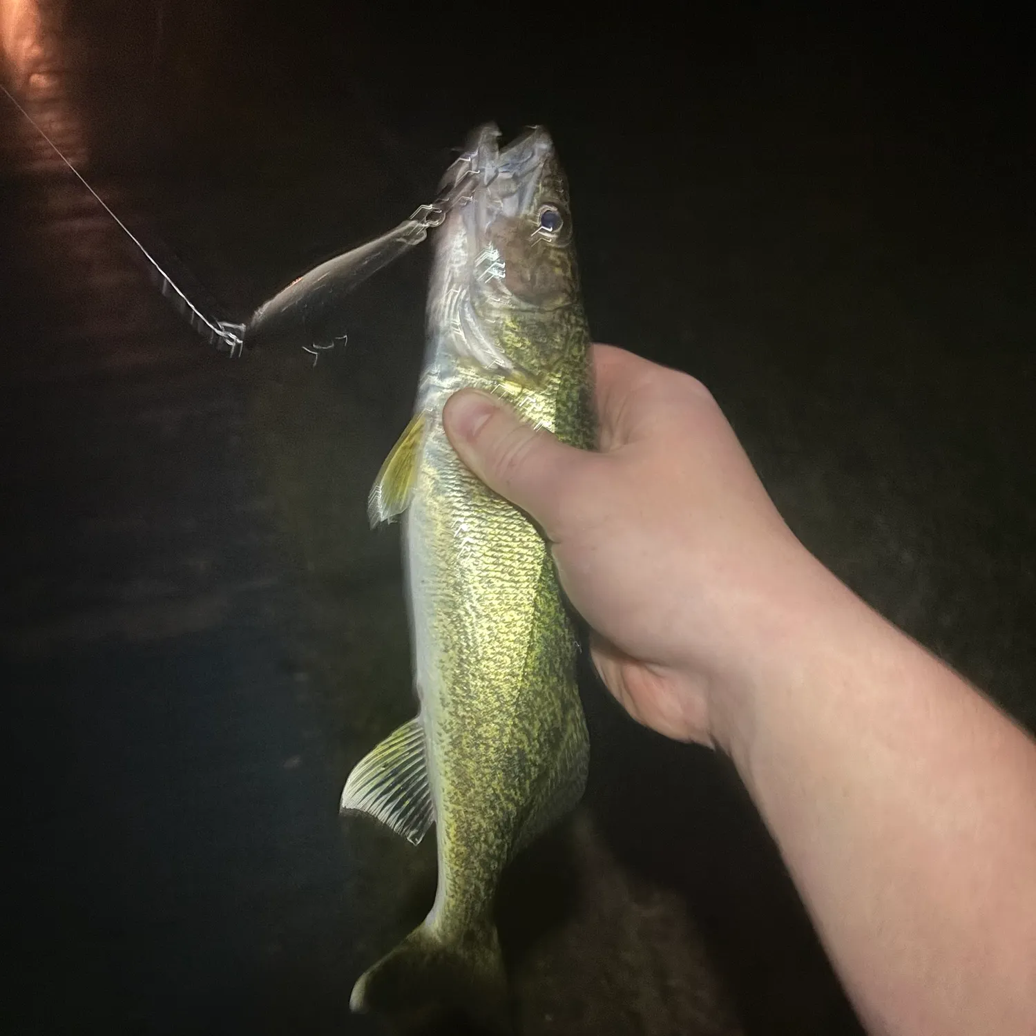 Walleye caught on Fishbrain