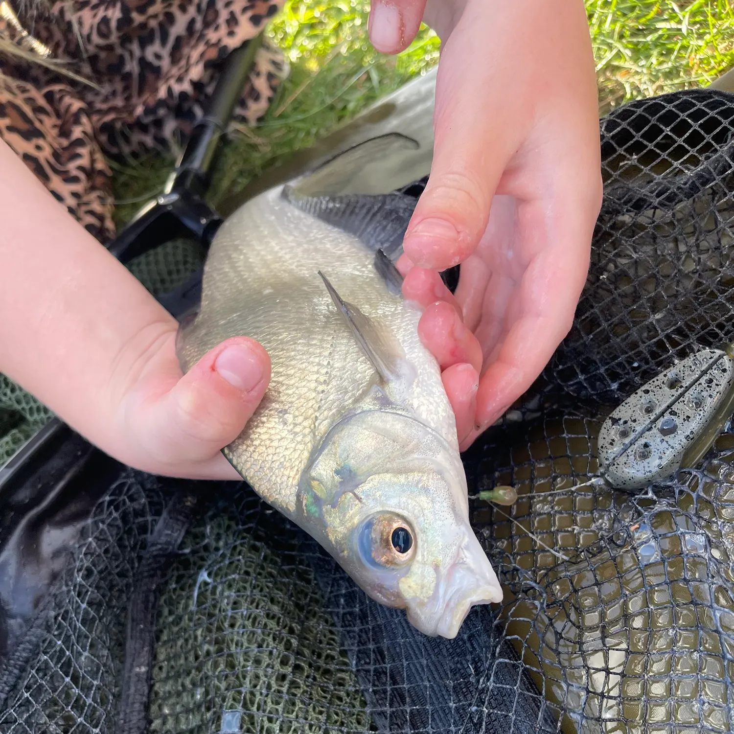 Common bream caught on Fishbrain