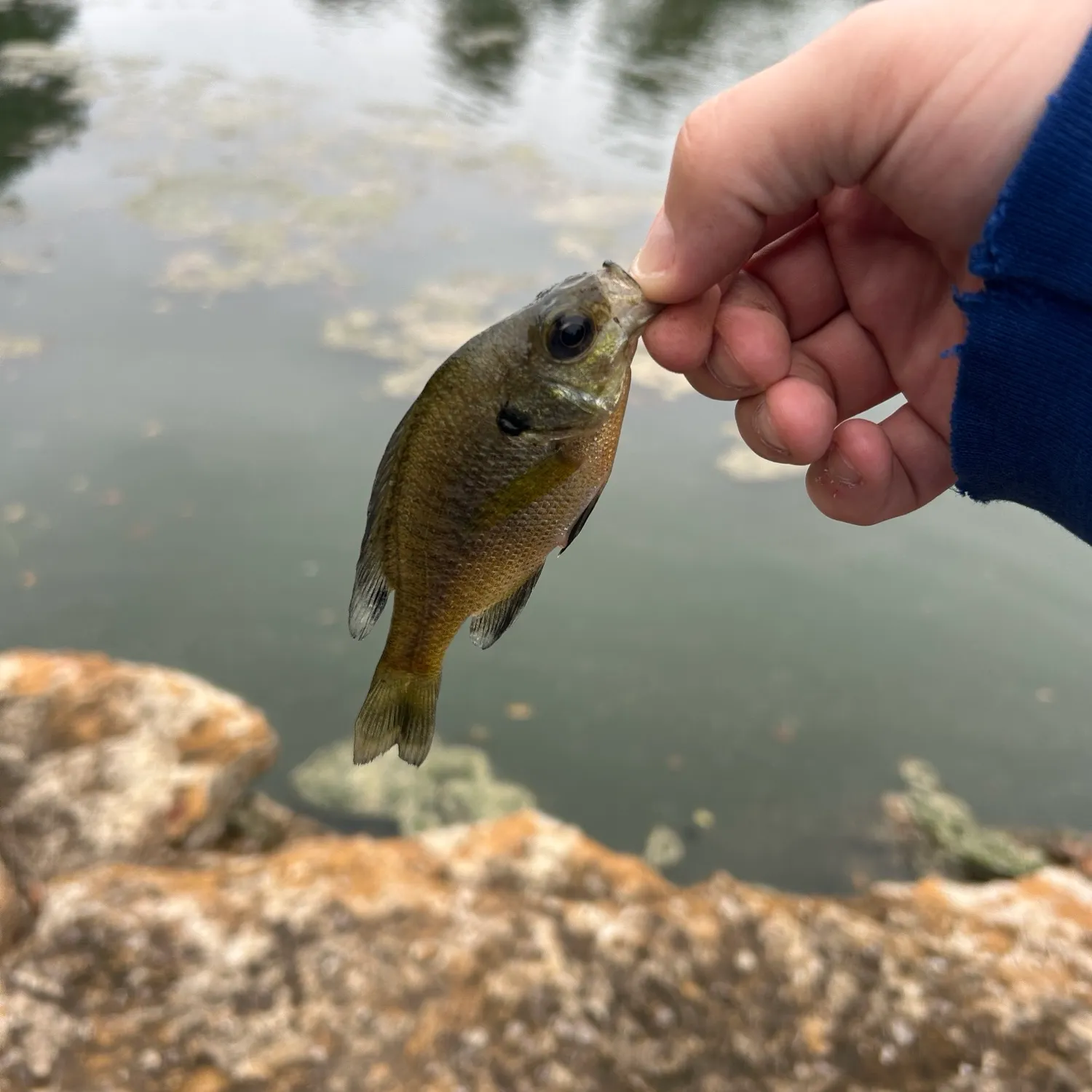Bluegill caught on Fishbrain