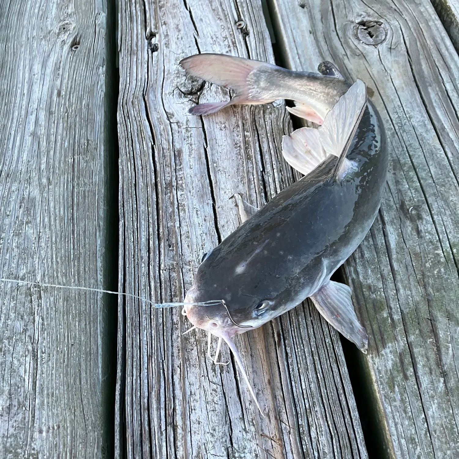 Hardhead sea catfish caught on Fishbrain