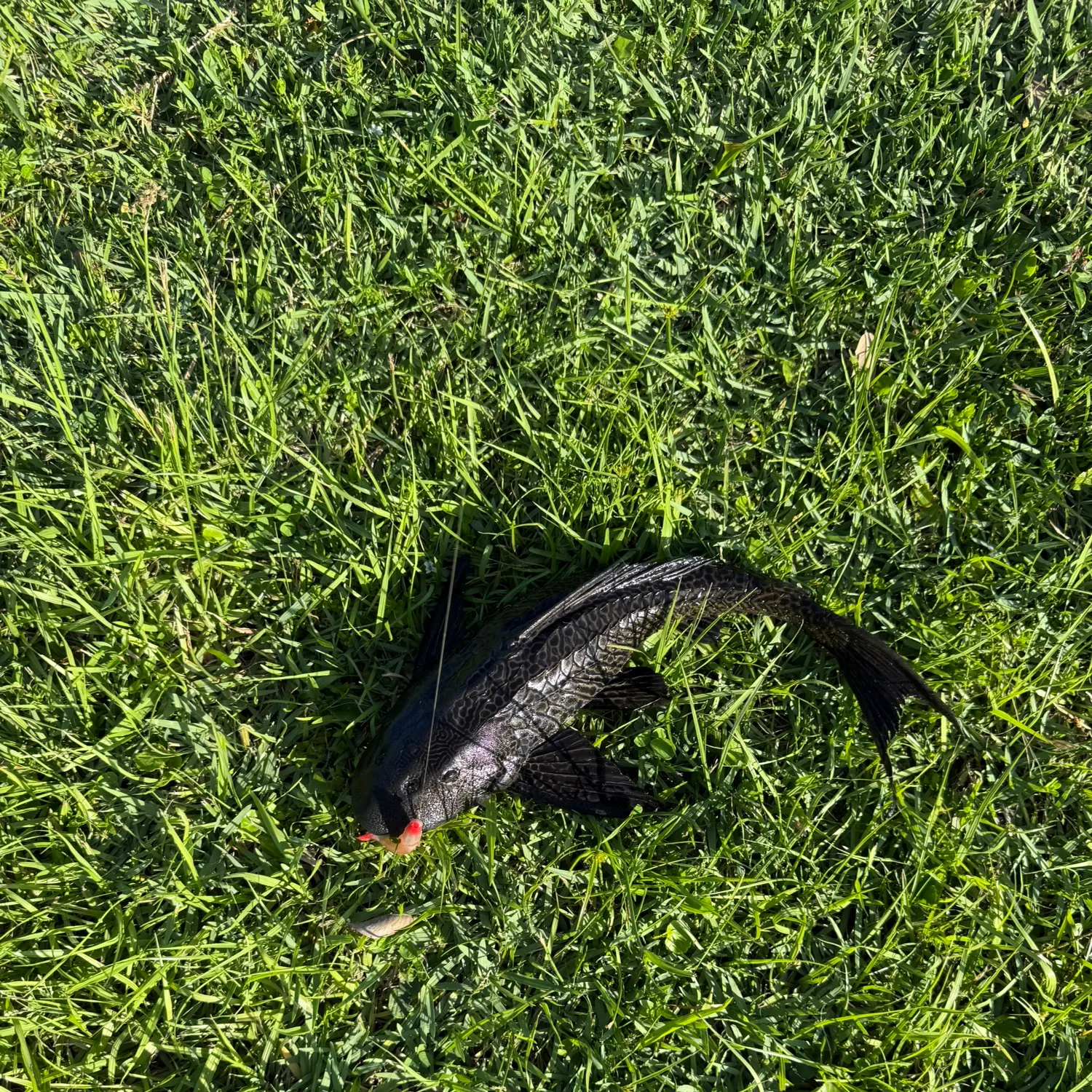 The most recent Amazon sailfin catfish catches on Fishbrain