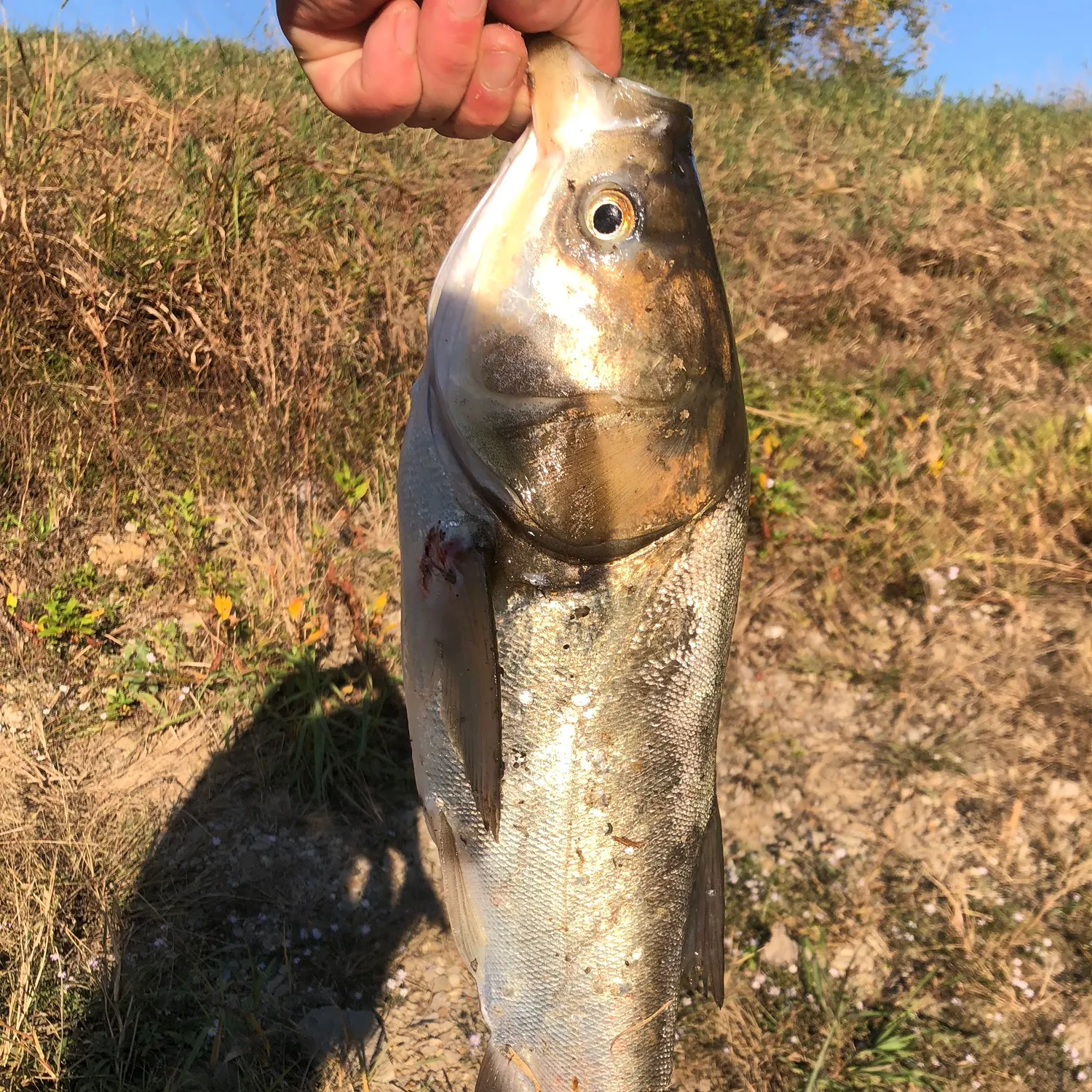 Silver carp caught on Fishbrain