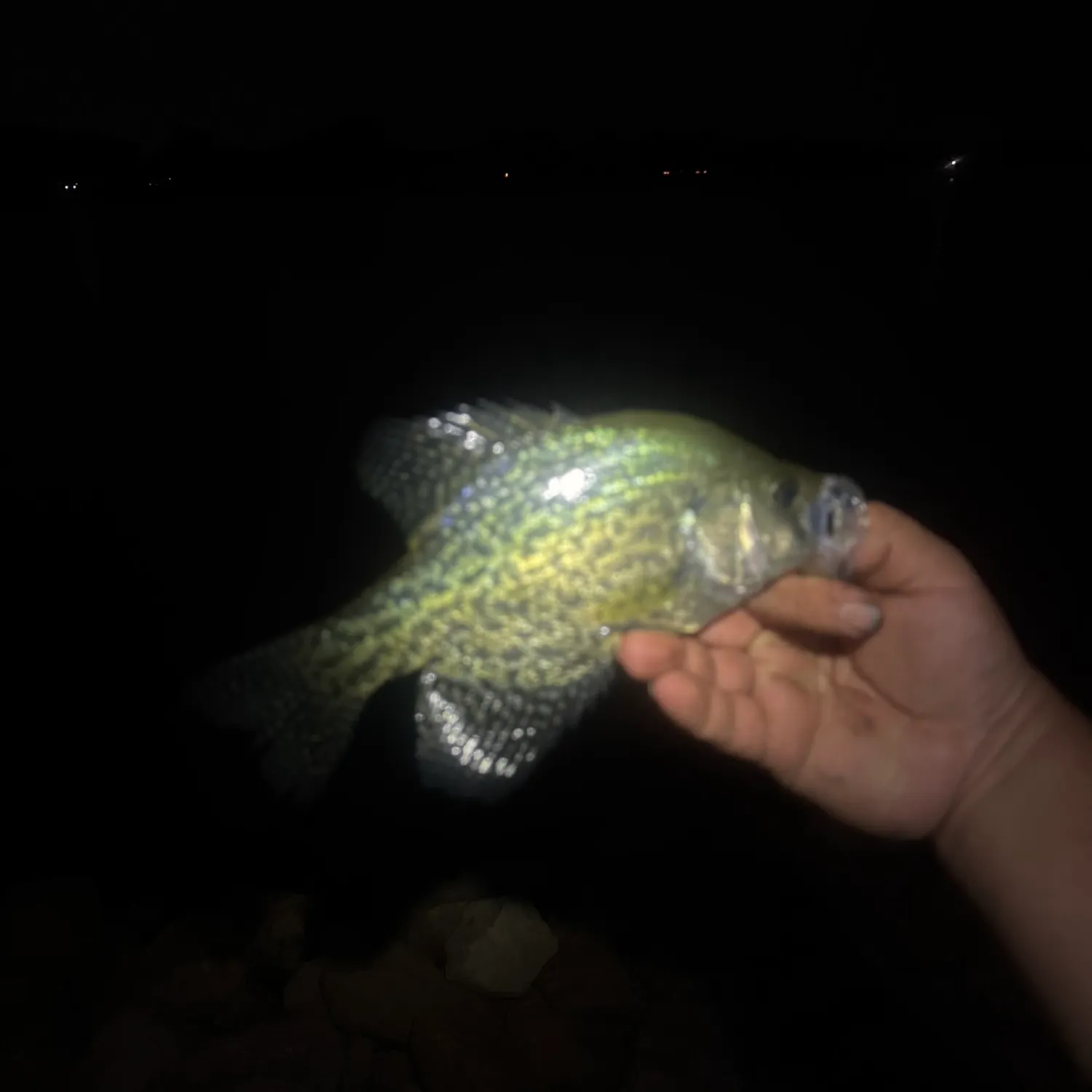 Black crappie caught on Fishbrain