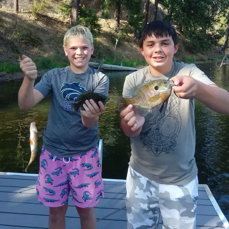 Bluegill caught on Fishbrain