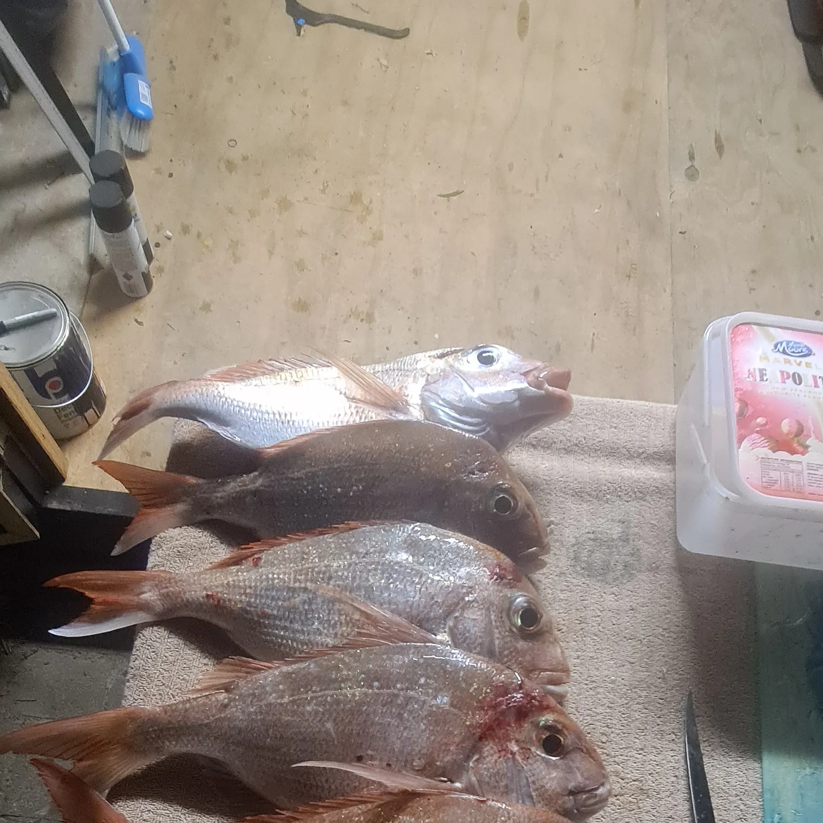 recently logged catches